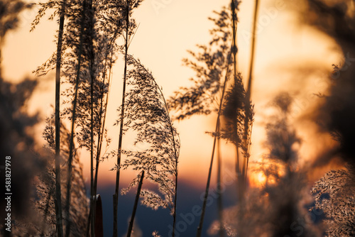 Reed grass at riverbank during sunset. Beautiful natural detail with bokeh background photo