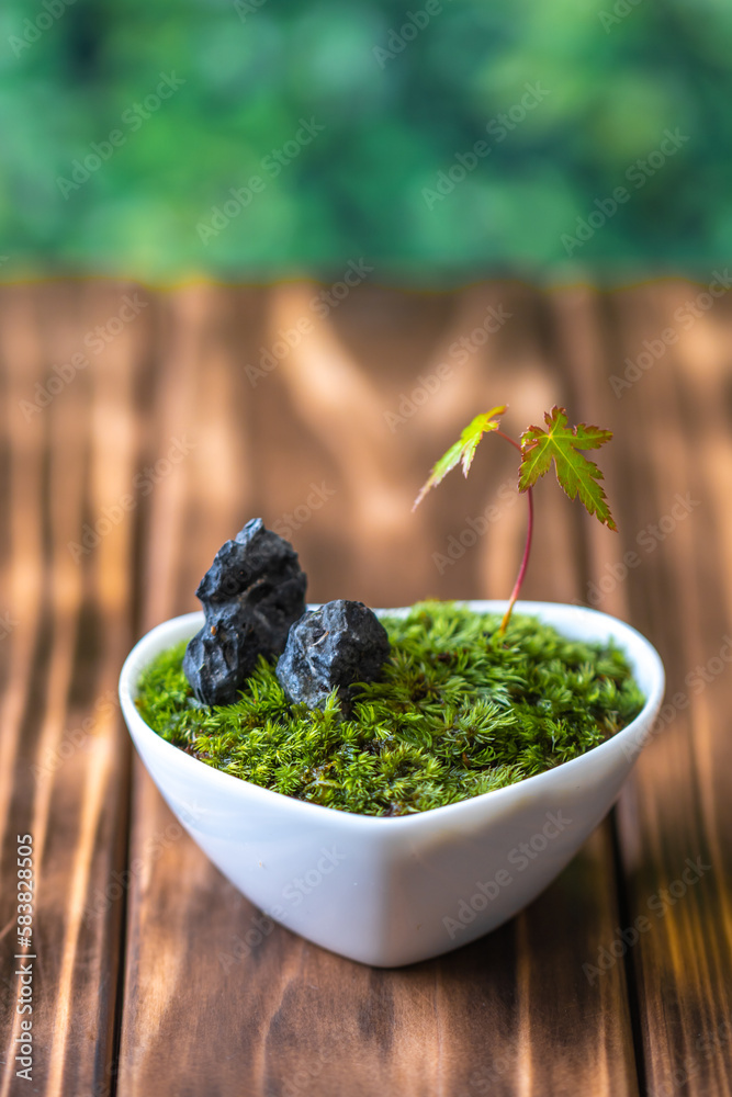 苔盆栽 和風イメージ 苔盆栽 和風イメージ