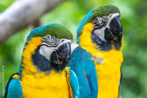 ルリコンゴウインコのポートレート