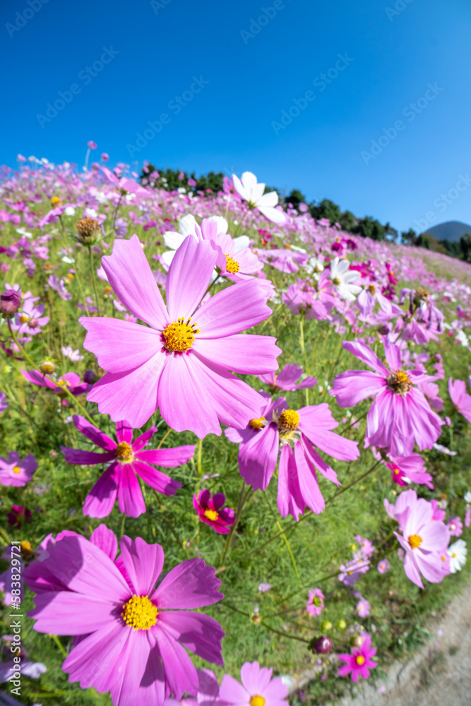 コスモスの花 コスモス畑 秋の季節のイメージ コスモスの花 コスモス畑 秋の季節のイメージ