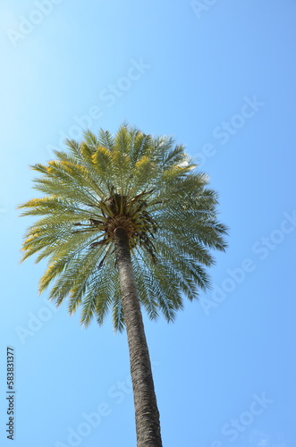 Palm tree, looking up, blue sky background