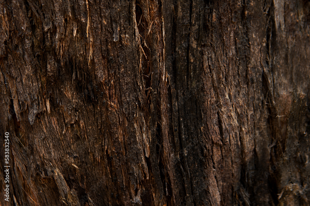 closeup tree trunk texture environment background closeup tree trunk texture environment background