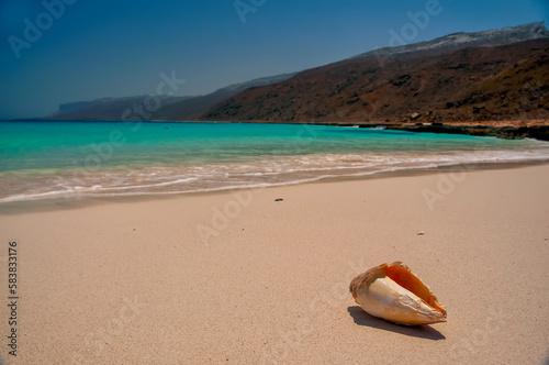 Seashell on a sandy beach with a beautiful landscape. View of a paradise deserted beach on the Indian Ocean. 