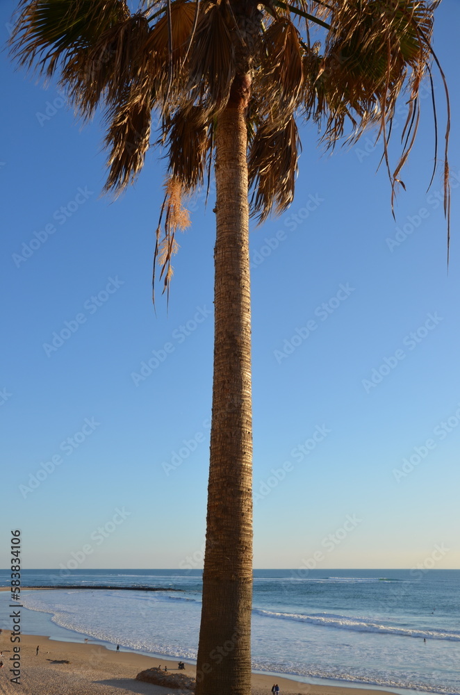 Fotografia Palm tree, sea, blue sky background