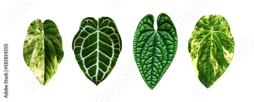 Various leaves with beautiful pattern isolated on white background, Anthurium is a plant from the Araceae, Alocasia Dragon Scale. 
