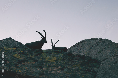 ibex at sunset in the mountain