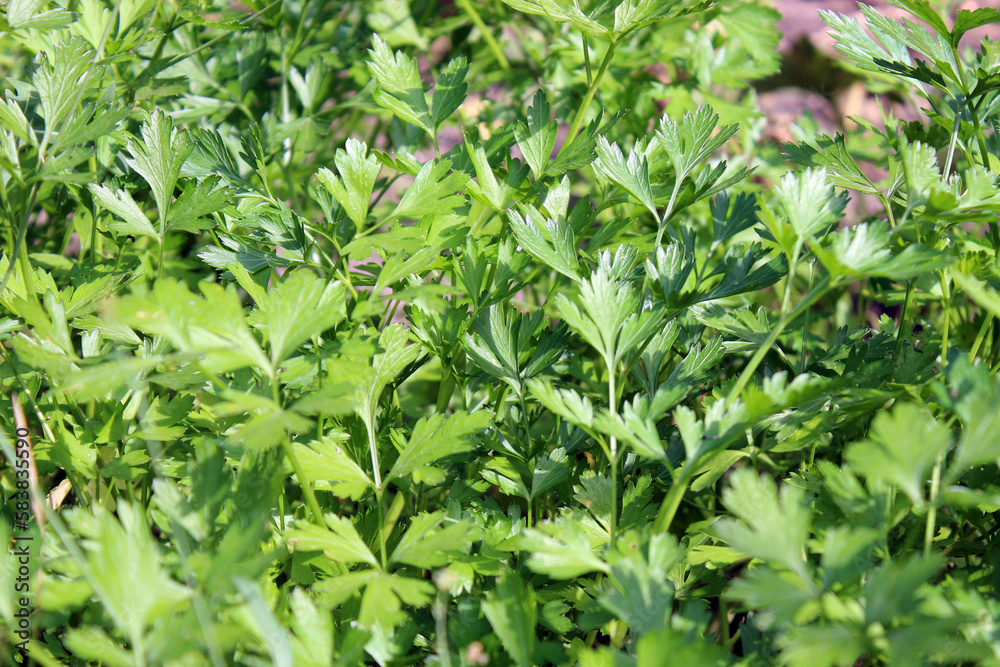 summer parsley basking in the sun summer parsley basking in the sun