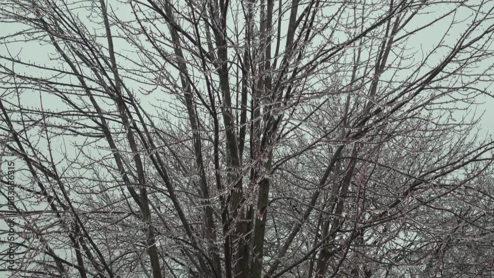 A close up of a tree after an ice rain storm on a cold day. A close up of a tree after an ice rain storm on a cold day.