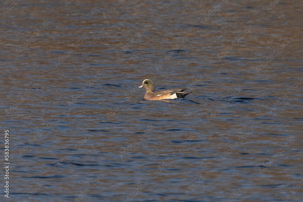 Male American Wigeon duck swims in the marsh Male American Wigeon duck swims in the marsh