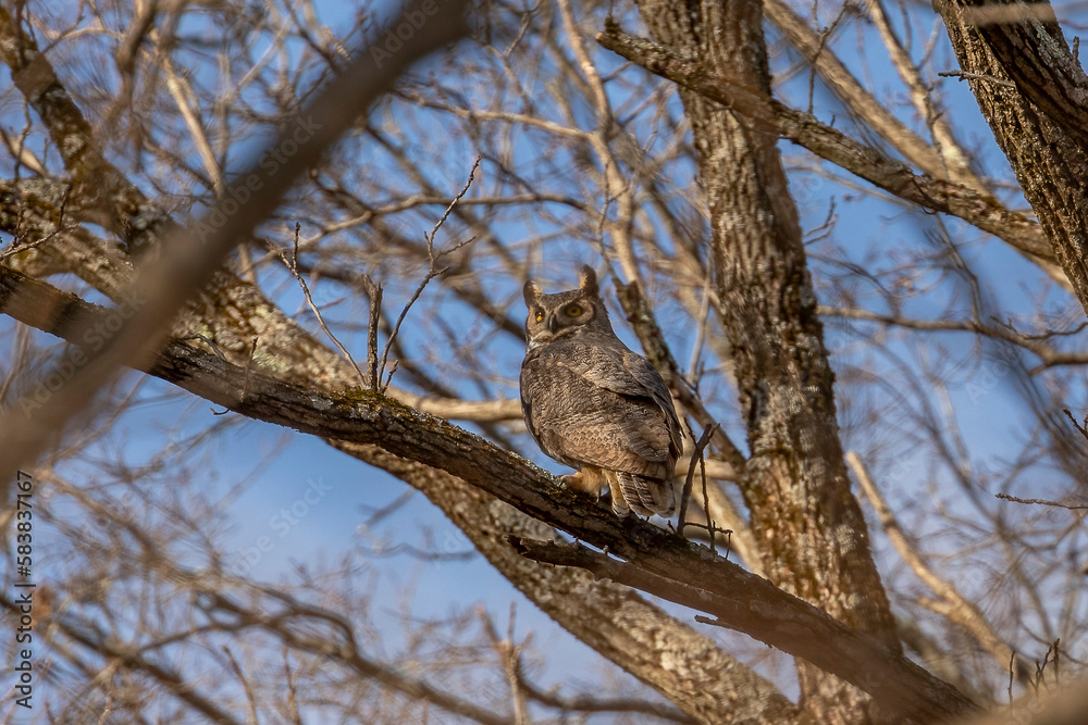 Great Horned Owl perched on a tree branch Great Horned Owl perched on a tree branch