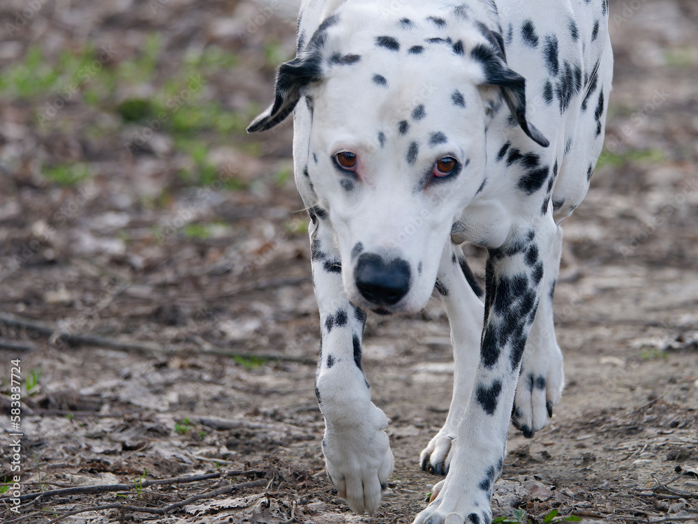 Close-up photo of an adorable Dalmatian Dog walking in the park