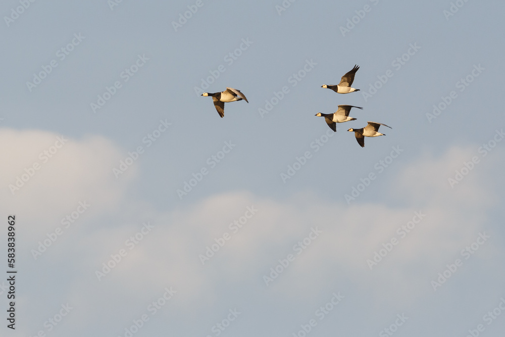 flying barnacle geese (branta leucopsis) in cloudy sky
