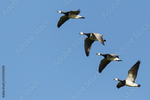 group of barnacle geese (branta leucopsis) in flight in blue sky