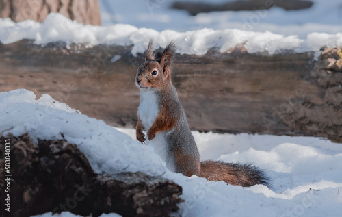 red squirrel stands on its hind legs in the snow.