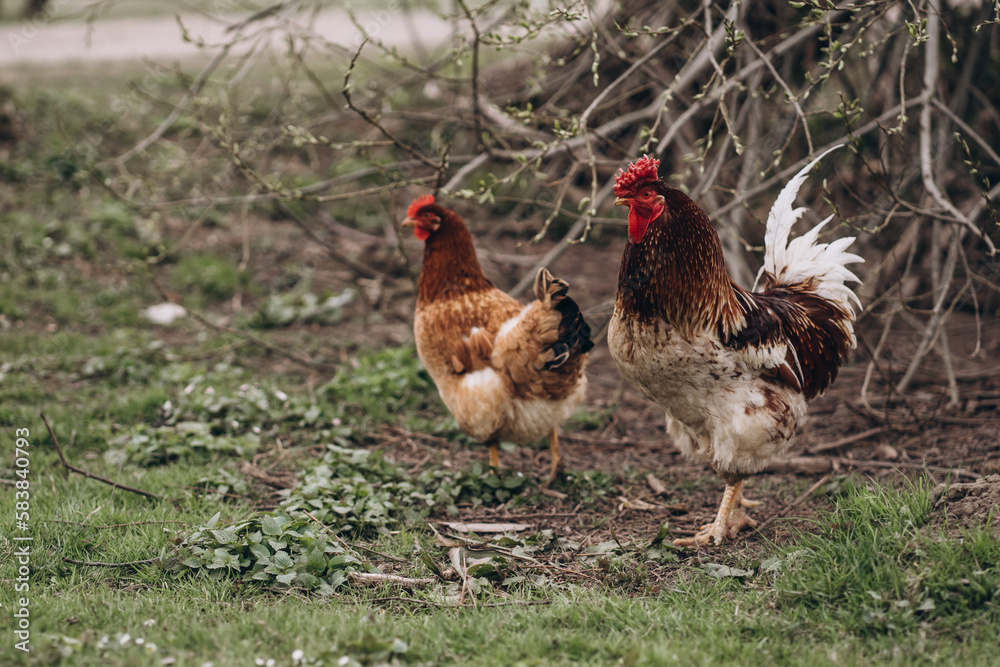 Fototapeta premium rooster with chickens on green grass