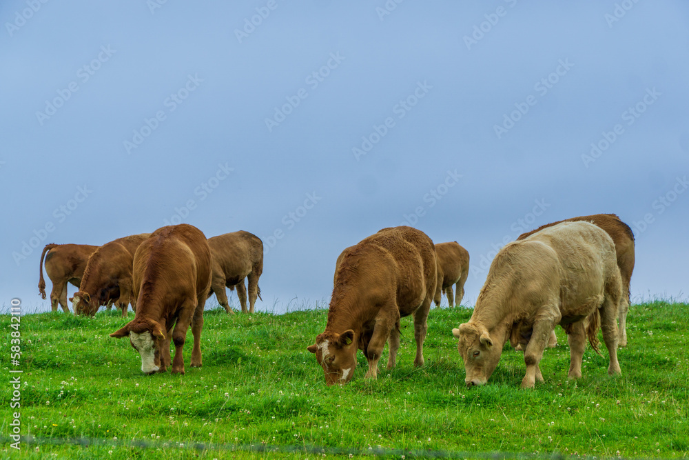 Cows in the field