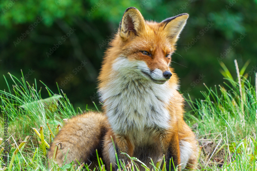Mr.Fox Mr.Fox