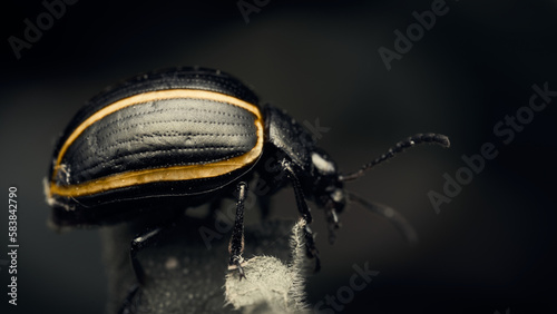 Details of a black beetle with yellow lines on a desaturated background. photo
