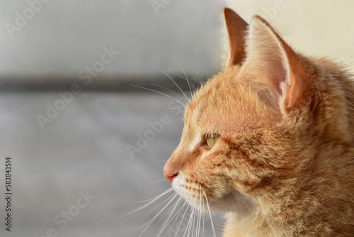 Ginger cat face closeup. Tabby cat sitting in the sun. Copy space is on the left side. 
