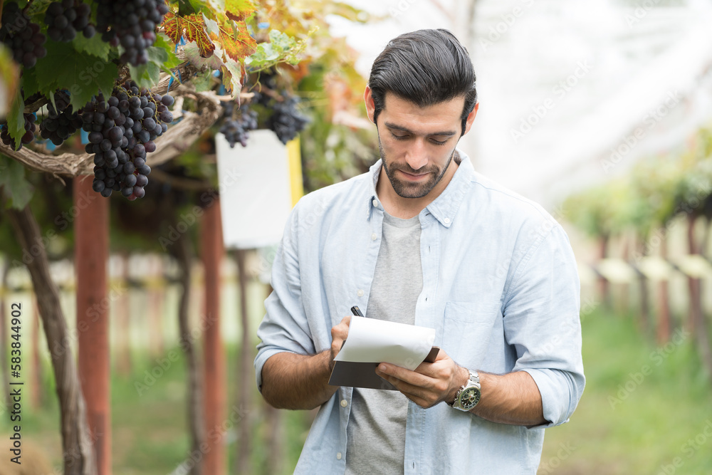 Fototapeta premium Commercial Grape Vineyard Farming. Male farmer worker or winemaker inspecting quality of freshly Black Opal Grapes during harvest season for highest quality agricultural product in commercial vineyard