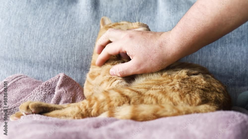 Horizontal video of sleeping orange cat being stroked by an unrecognizable person's hand. Horizontal video of sleeping orange cat being stroked by an unrecognizable person's hand.