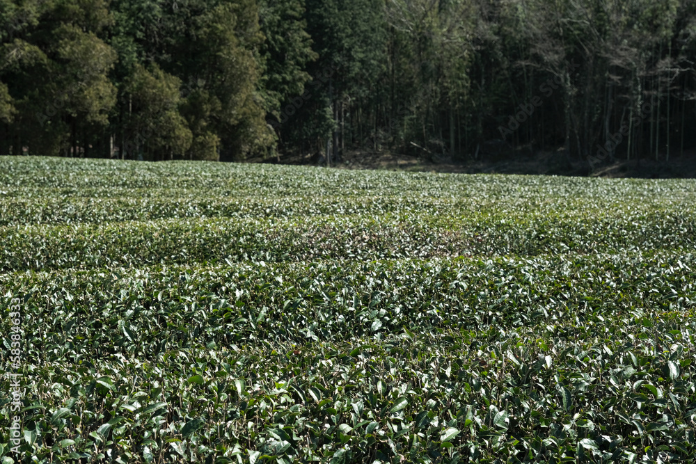 収穫を迎えた茶畑