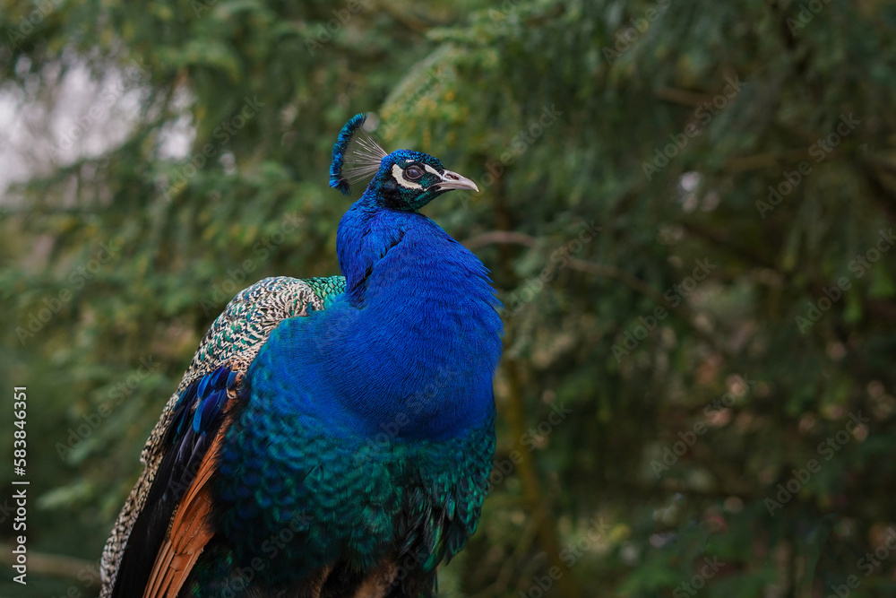 Close-up of a peacock Close-up of a peacock