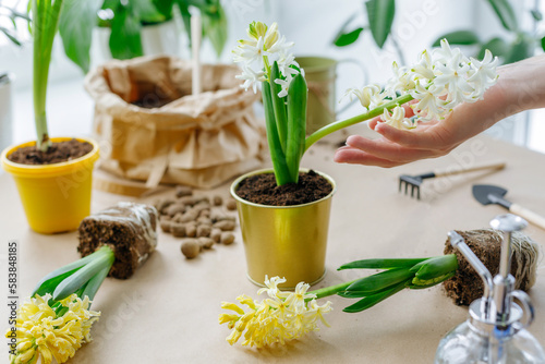 Billede på lærred Female hands are transplanting a hyacinth flower in the kitchen near the window