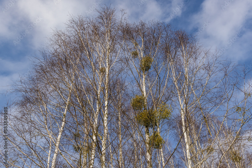 Mistletoes on a trees in Kampinos National Park near Warsaw, capital of Poland Mistletoes on a trees in Kampinos National Park near Warsaw, capital of Poland