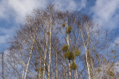 Mistletoes on a trees in Kampinos National Park near Warsaw, capital of Poland