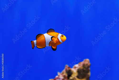 Underwater shot of fish Amphiprion ocellaris