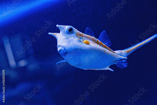 Underwater shot of fish Lactoria cornuta photo