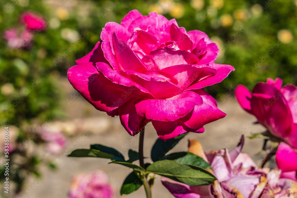 Rose in roses garden in Palace park and Botanic garden in Balchik city, Bulgaria