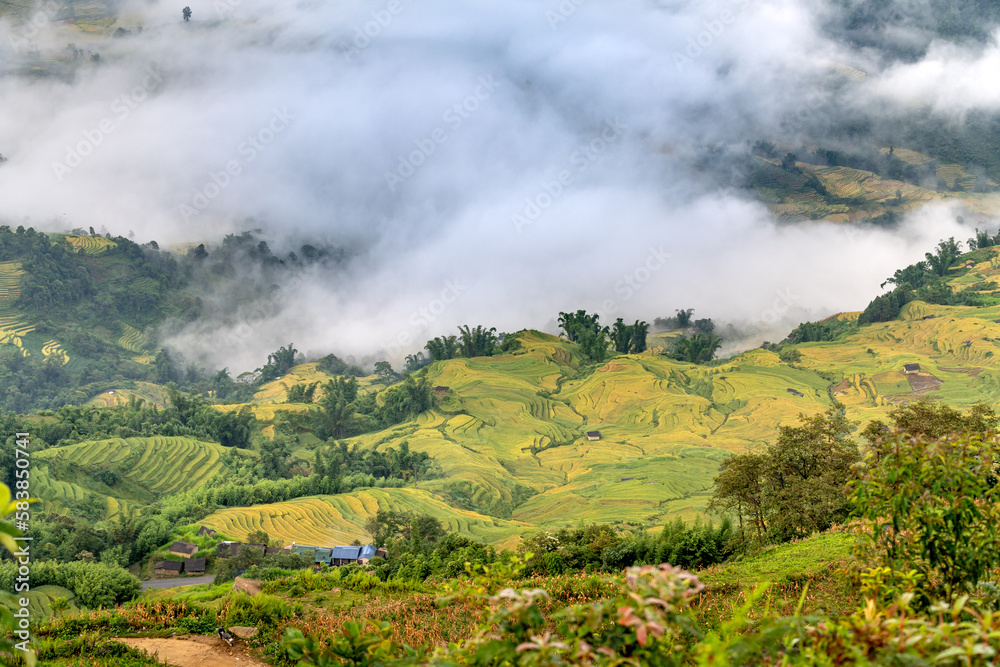 Obraz premium Admire the beautiful terraced fields in Y Ty commune, Bat Xat district, Lao Cai province northwest Vietnam on the day of ripe rice harvest. 