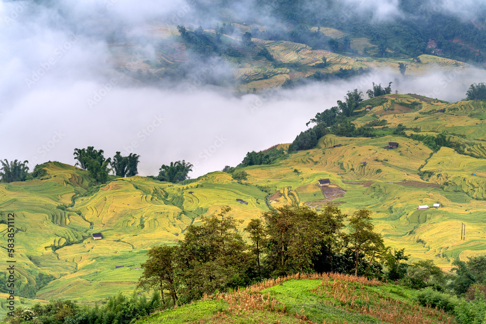 Fototapeta premium Admire the beautiful terraced fields in Y Ty commune, Bat Xat district, Lao Cai province northwest Vietnam on the day of ripe rice harvest. 