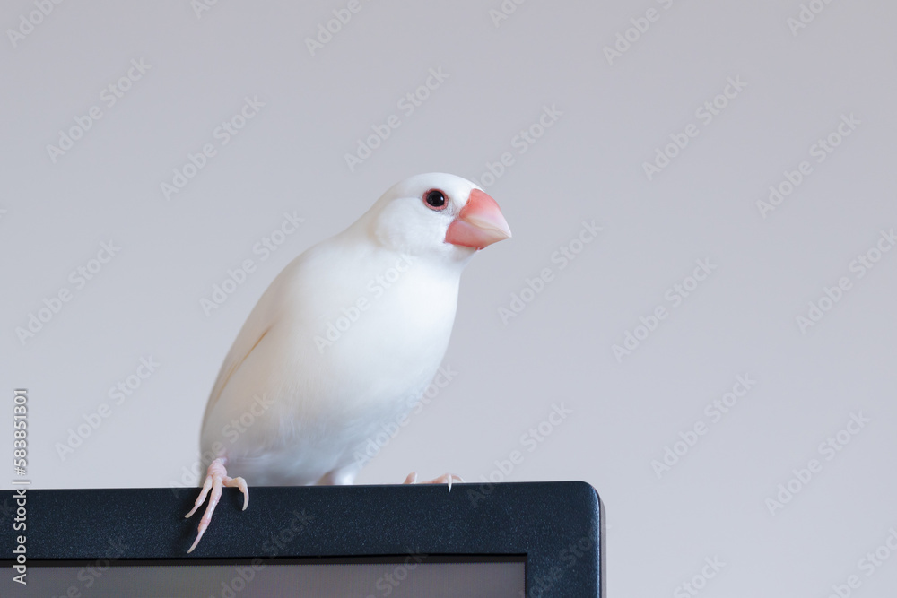 Fototapeta premium 放し飼いの白文鳥のオス