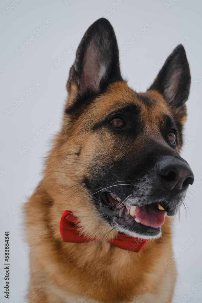 Pet concept looks stylishly like human. Portrait on wide angle lens with distortions of proportions of muzzle close up. German Shepherd wears red bow. Happy dog in gentlemans suit against gray sky.