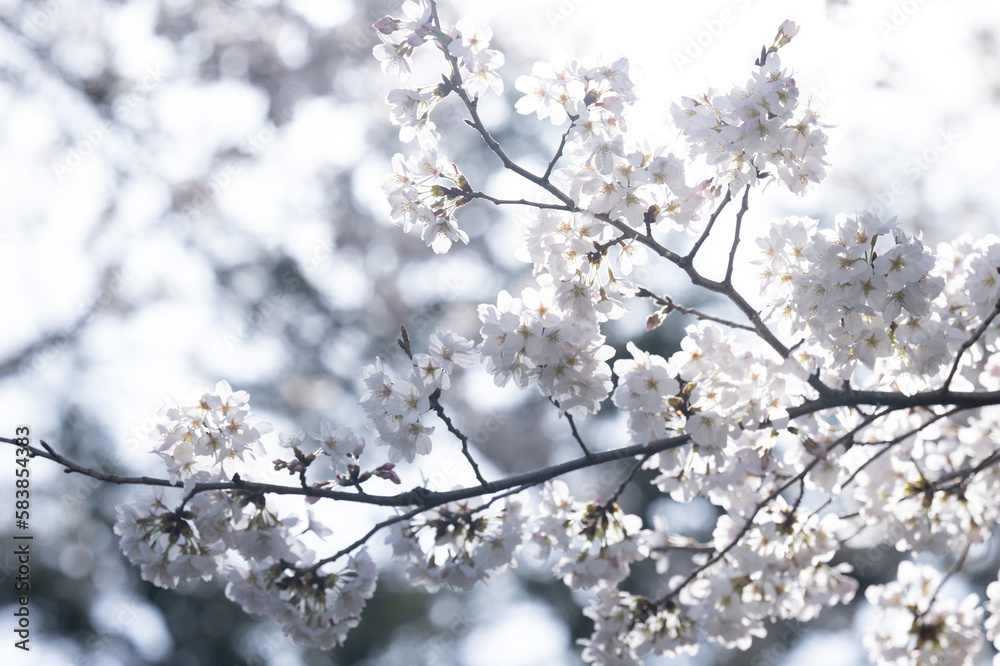 Cherry blossoms bathed in spring sunlight ”Someiyoshino” Cherry blossoms bathed in spring sunlight ”Someiyoshino”