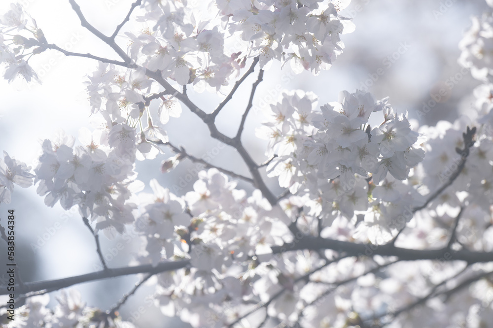 春の陽射しを浴びる桜　ソメイヨシノ