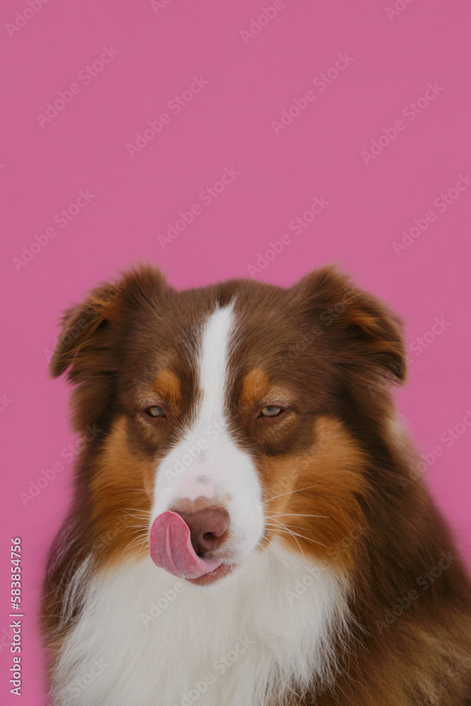 Brown Australian Shepherd studio portrait close up on pink background. Dog with serious face licks his nose with tongue from stress or nerves, front view. Charming aussie red tricolor wants eat.