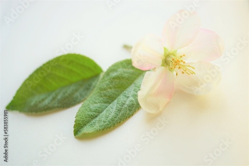White apple flowers and green leaves on white paper.