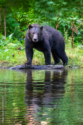 Adult brown bear (Ursus arctos), loooking for pink salmon on the shore of Lake Eva, Baranof Island, Alaska photo