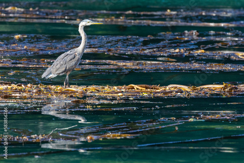 Adult great blue heron (Ardea herodias), in the Inian Islands in southeast Alaska