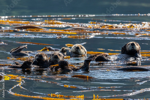 A group of sea otters (Enhydra lutris), rafting in the kelp in the Inian Islands, Southeast Alaska photo