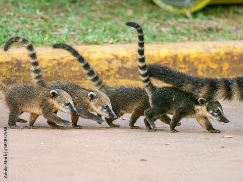 Young South American coatis (Nasua nasua), following mom at Iguazu Falls, Misiones Province, Argentina