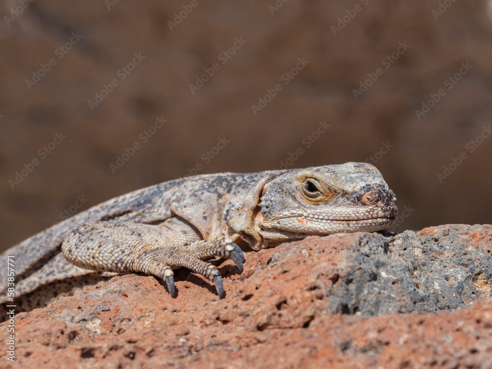 Common chuckwalla (Sauromalus ater), basking in the sun in Red Rock Canyon State Park, California Common chuckwalla (Sauromalus ater), basking in the sun in Red Rock Canyon State Park, California