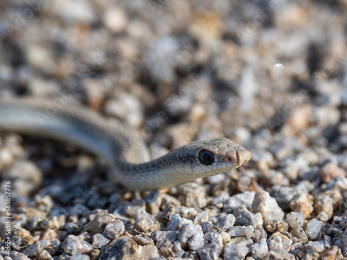 An adult western patch-nosed snake (Salvadora hexalepis), in Joshua Tree National Park, California photo