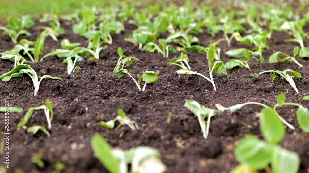 Homegrown Green Cabbage Seedling Growing In The Field. Farm Cultivation Closeup Slider Footage of Lettuce Crop. Organic Agriculture and Farming. Homegrown Green Cabbage Seedling Growing In The Field. Farm Cultivation Closeup Slider Footage of Lettuce Crop. Organic Agriculture and Farming.