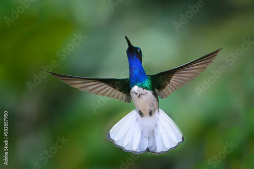 Flying White necked Jacobin (Florisuga Mellivora), Manu National Park cloud forest, Peru photo