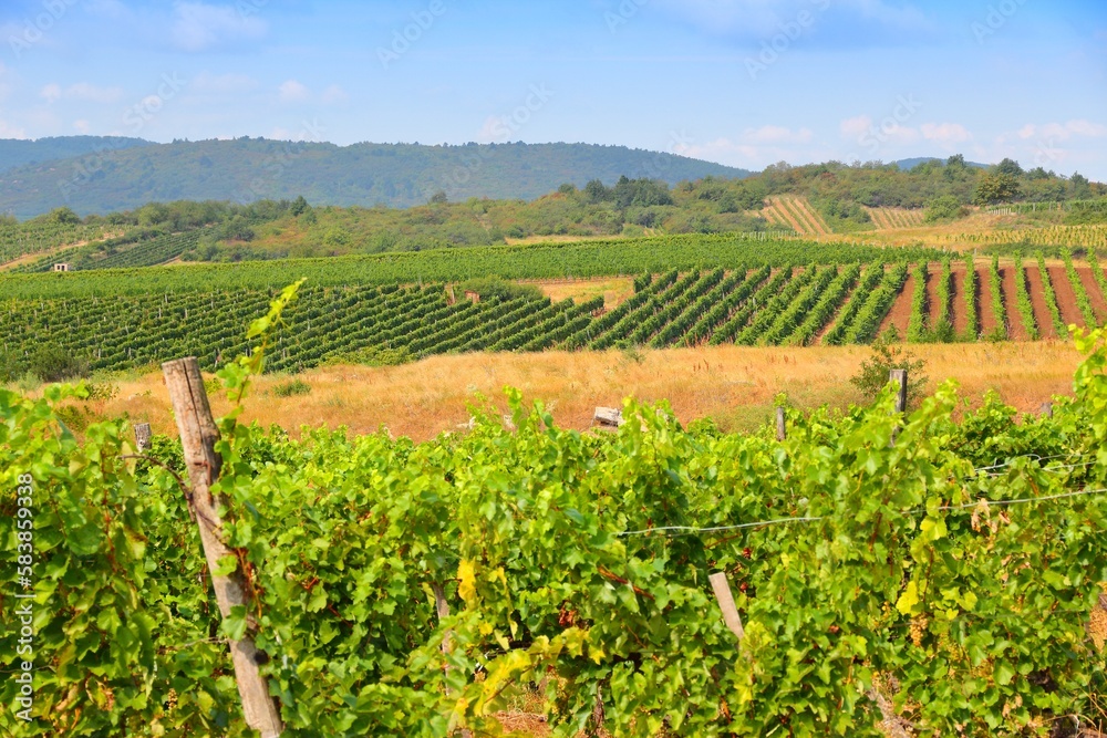 Vineyards of Tokaj, Hungary